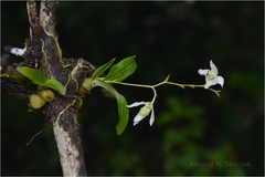 Dendrobium nanum